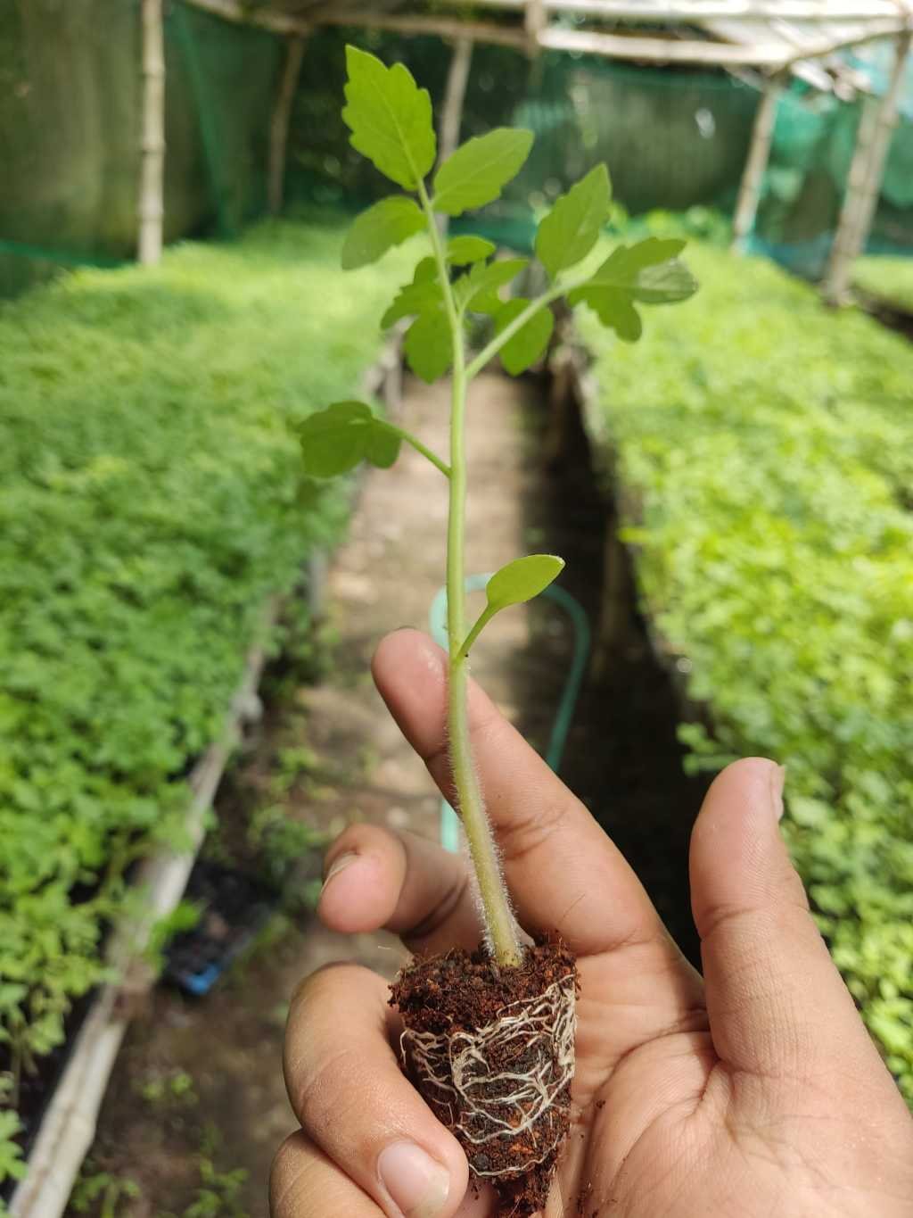 Kamatis Seedling