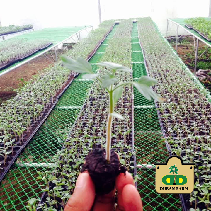 Papaya Seedling