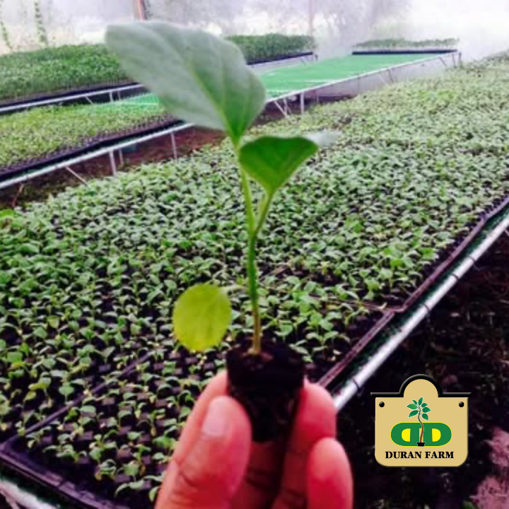 Talong Seedling
